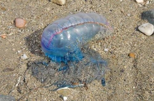 IDM exhorta a tener precaución ante aparición de fragata portuguesa en costas de Piriápolis y Playa Mansa