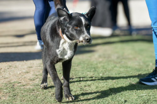 Bienestar animal: este jueves 23 de abril habrá guardia de castraciones caninas