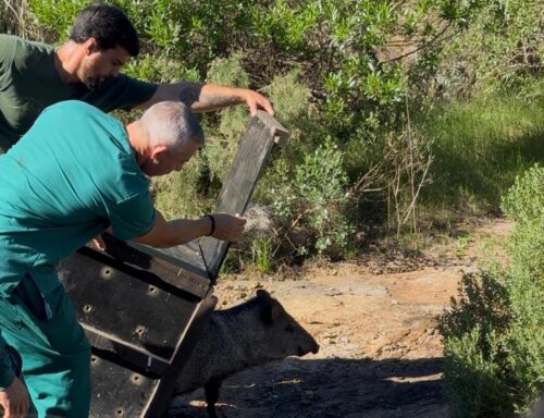 Comenzó el traslado de animales del Parque Medina hacia nuevas instalaciones