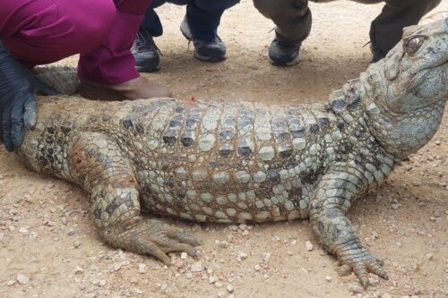 Evaluación sanitaria en la ECFA confirma el buen estado de los animales