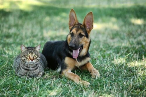 Se encuentra disponible el calendario de castraciones caninas y felinas del mes de julio