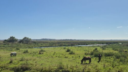66 millones de pesos para Fondo Departamental de Humedales destinará Abella en modificación presupuestal